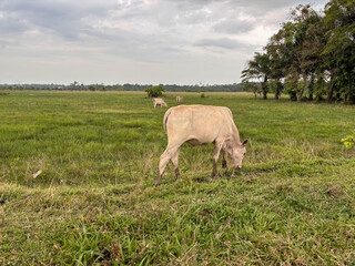 Tropical Countryside Landscape with Cow and Palm Plantation