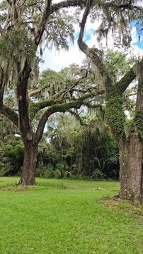  Spanish Moss Hanging from Southern Trees on a Sunny Day. Traveling