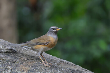 Eyebrowed Thrush is standing on a rock and looking for food.