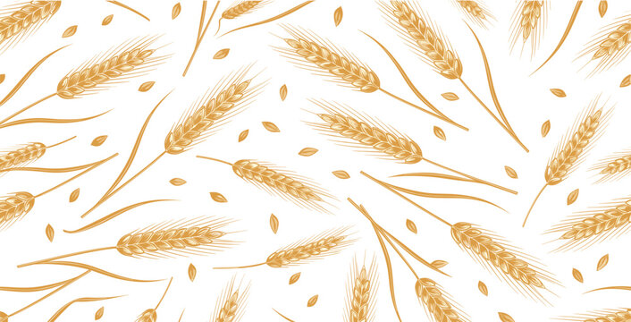 Golden wheat seamless pattern illustration with hand drawn barley ears, rustic farm harvest background design