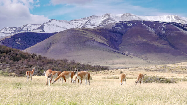 wide shot of a herd of guanaco grazing in front of snow covered mountains at torres del paine