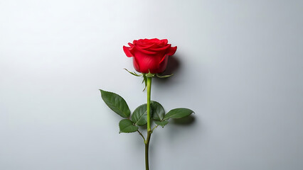 Single Red Rose with Green Stem and Leaves.