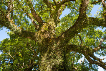 Fototapeta premium Low angle view of a massive, centuries-old tree covered in moss and lichen at Kumano Nachi Taisha, with sprawling branches and vibrant green foliage illuminated by sunlight against a clear sky.