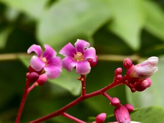 star fruit flower (Averrhoa carambola) with blur background
