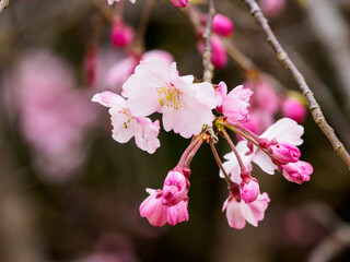 春の訪れを少し早く感じるシダレザクラ