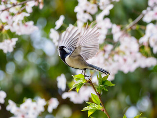 桜とシジュウカラ