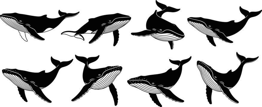 Whale silhouette vector set, humpback whale swimming poses illustration, black and white marine animal collection for ocean wildlife design, education, branding graphics