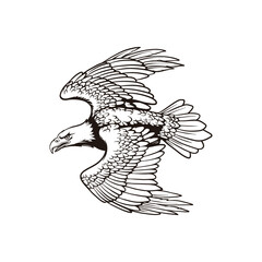 Flying Eagle Illustration with Spread Wings, Black and White Line Art Bird of Prey