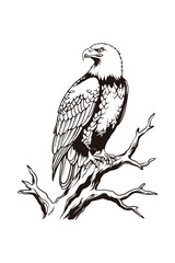 Perched Eagle on Tree Branch Illustration, Black and White Line Art Bird of Prey