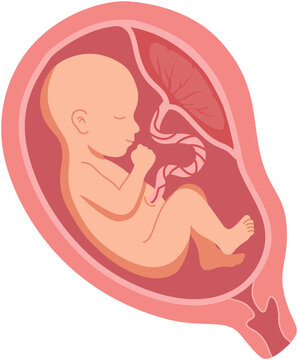 Human Fetus