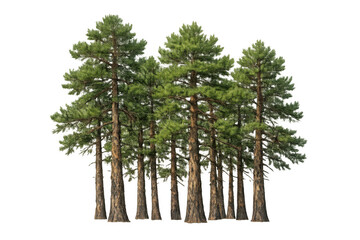 Pine trees with green needle foliage and brown bark, standing tall in a forest environment, transparent background