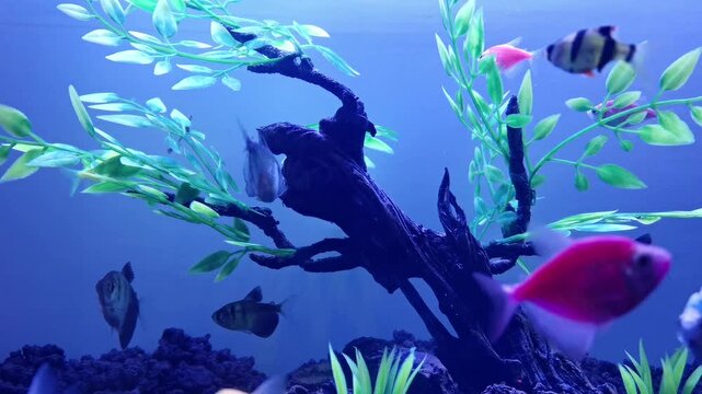 Video footage showing ornamental fish moving freely inside an aquarium with blue-toned water, highlighting natural swimming motion, light reflections, and a soothing underwater ambiance.