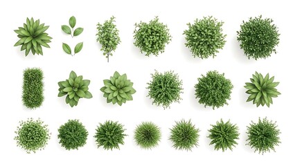 Green bush and grass plant collection for landscaping