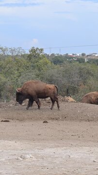 an adult American bison walking