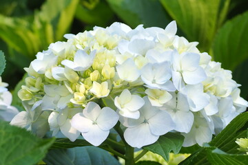 植物　自然　花　夕方