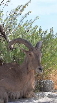 Barbary sheep resting in the mountains