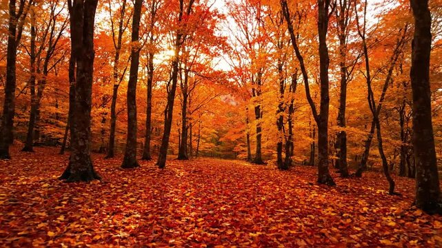 Wide shot of a forest floor completely covered in a thick carpet of fallen maple leaves, with a soft breeze gently rustling them ground level autumn maple