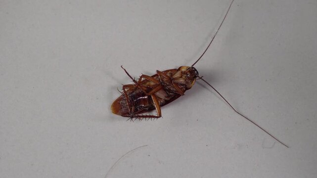 Dead Cockroach on the Ground Macro View