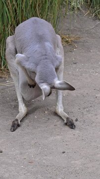 mother kangaroo kissing the joey in her pouch