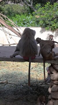 natural coexistence of a baboon troop