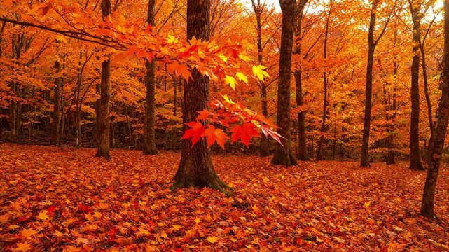 Golden Forest Carpet Wide, low-angle shot of a woodland path or forest floor completely covered in a thick, colorful carpet of fallen maple leaves, dappled