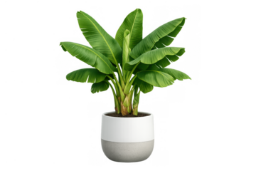 Banana plant growing in a modern white and gray pot, tropical tree houseplant decor, transparent background