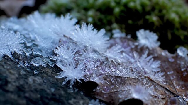 Natural Texture Delicate ice crystals coating the intricate textures of a natural object like a dry leaf, a spiderweb, or a tree branch, highlighting organic sh
