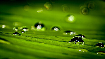 green leaf with water drops