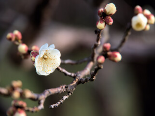 晴れた1月に美しく咲いた白い梅の花「白難波（シロナンバ）」