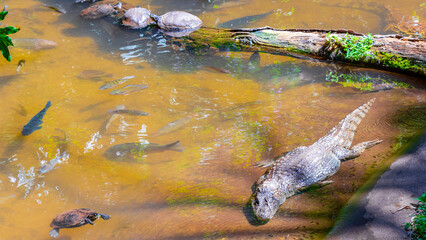 Crocodile alligator by the river water pond lake in Brazil.
