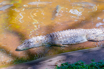 Crocodile alligator by the river water pond lake in Brazil.