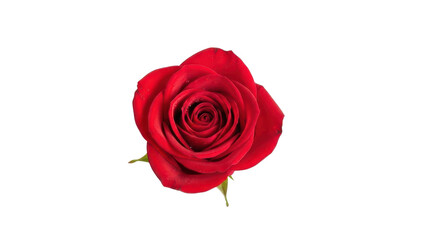 Fototapeta premium Single Red Rose Flower Bud Top View isolated PNG with Transparent Background