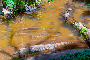 Crocodile alligator by the river water pond lake in Brazil.