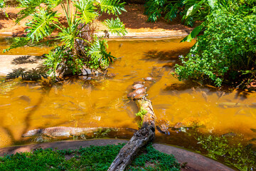 Crocodiles alligators by the river water pond lake in Brazil.