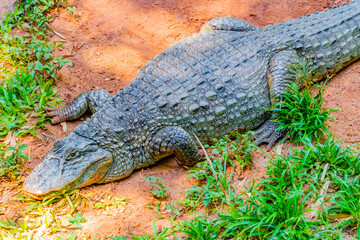 Crocodile alligator by the river water pond lake in Brazil.