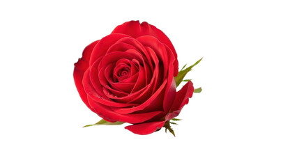 Single Red Rose Flower Bud with Green Stem isolated PNG with Transparent Background