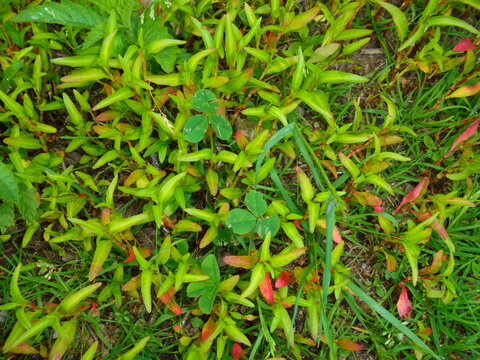 Top-down view of lanceolate Persicaria sp. knotweed foliage mixed with clover and grass blades on a meadow, with hints of red on leaves under soft natural daylight.