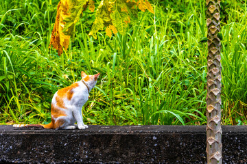 Orange white cat kitty on wall at a papaya tree.