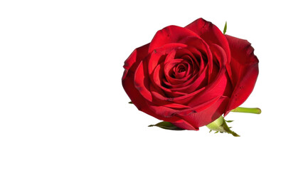 Single Red Rose Blossom with Green Stem isolated PNG with Transparent Background