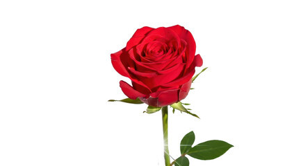 Fototapeta premium Single Red Rose Flower Bud with Green Stem and Leaves isolated PNG with Transparent Background