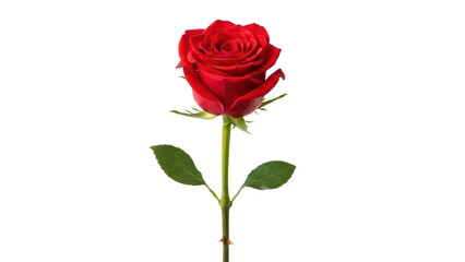 Single Red Rose Flower with Green Stem and Leaves isolated PNG with Transparent Background