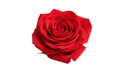 Vibrant Red Rose Blossom Top View isolated PNG with Transparent Background