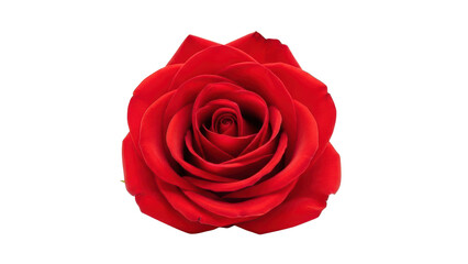 Naklejka premium Vibrant Red Rose Blossom Top View isolated PNG with Transparent Background