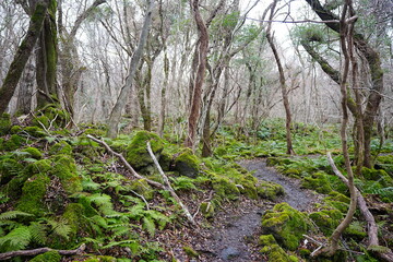 mossy rocks and bare old trees in winter forest