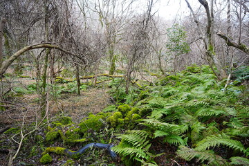 old wild forest in winter