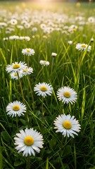 Fototapeta premium beautiful white daisies in green field.