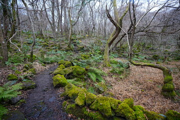 mossy rocks and bare old trees in winter forest