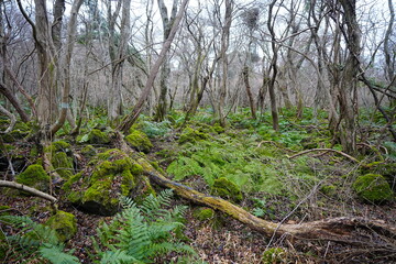 old wild forest in winter