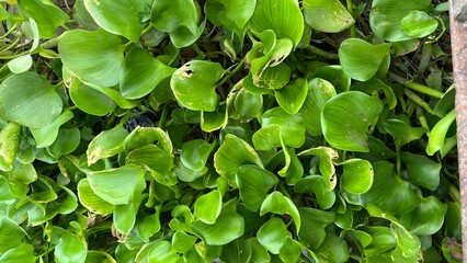 lush green aquatic plant close up