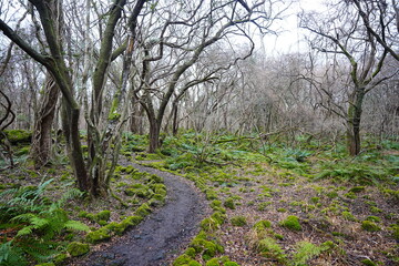 desolate winter forest and pathway